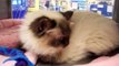 KITTY is a pretty Himalayan cat at Noah's Kingdom Humane Society Update: This cat adopted 2012.