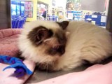 KITTY is a pretty Himalayan cat at Noah's Kingdom Humane Society Update: This cat adopted 2012.