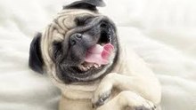 Funny animals - Pug Puppies - Baby cute Dog