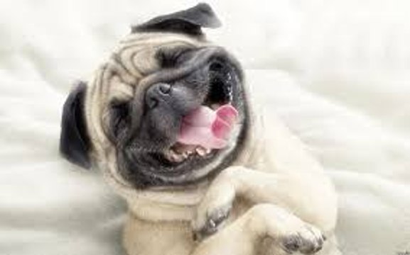 Funny animals - Pug Puppies - Baby cute Dog