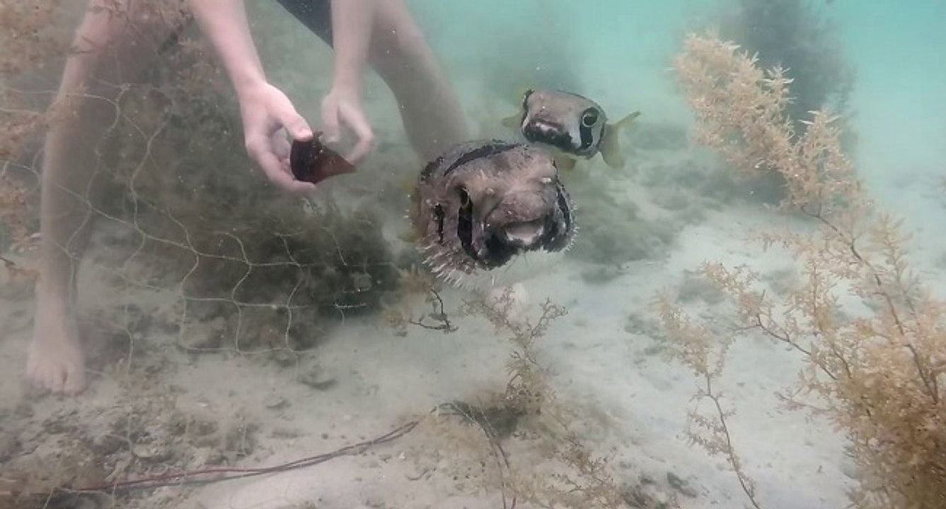 Le sauvetage délicat d'un poisson porc-épic