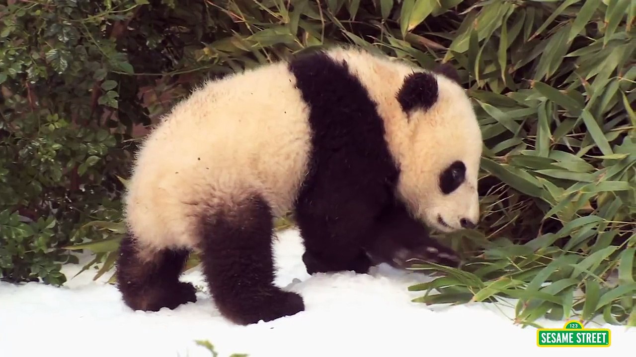 Sesame Street: Elmo Visits Baby Animals (Elmo at the Zoo #4)