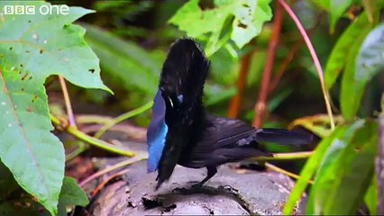 Bastano Pochi Secondi Per Restare RAPITI Da Questo Video: Che Meraviglia!