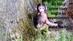 Trentham Monkey Forest baby monkeys - Baby Cam: Week 8