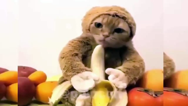 Funny Animals Compilation 2015- 2016 ►Try Not to Laugh or Grin! + Bonus Funny Animals and Mirrors!