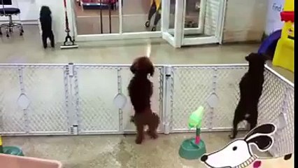 Chú chó vui nhộn - nhảy nhót tưng bừng cùng bé  yêu