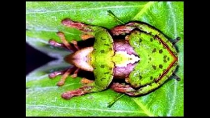 CHÚ VOI CON Ở BẢN ĐÔN- CHÚ ẾCH CON REMIX SÔI ĐỘNG