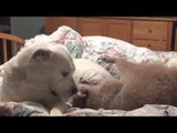 Raccoon and Bulldog Cuddle Up in Bed