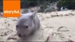 Orphaned Baby Wombat Derrick Loving Life on Tasmanian Island