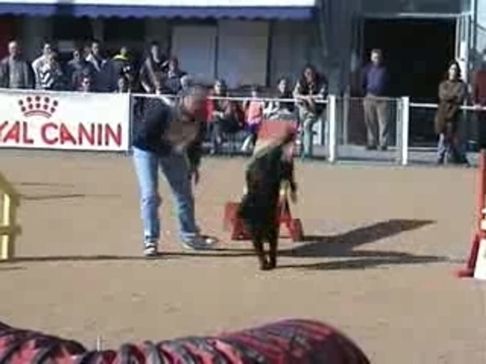 flat coated des rives de l'hyrome en agility