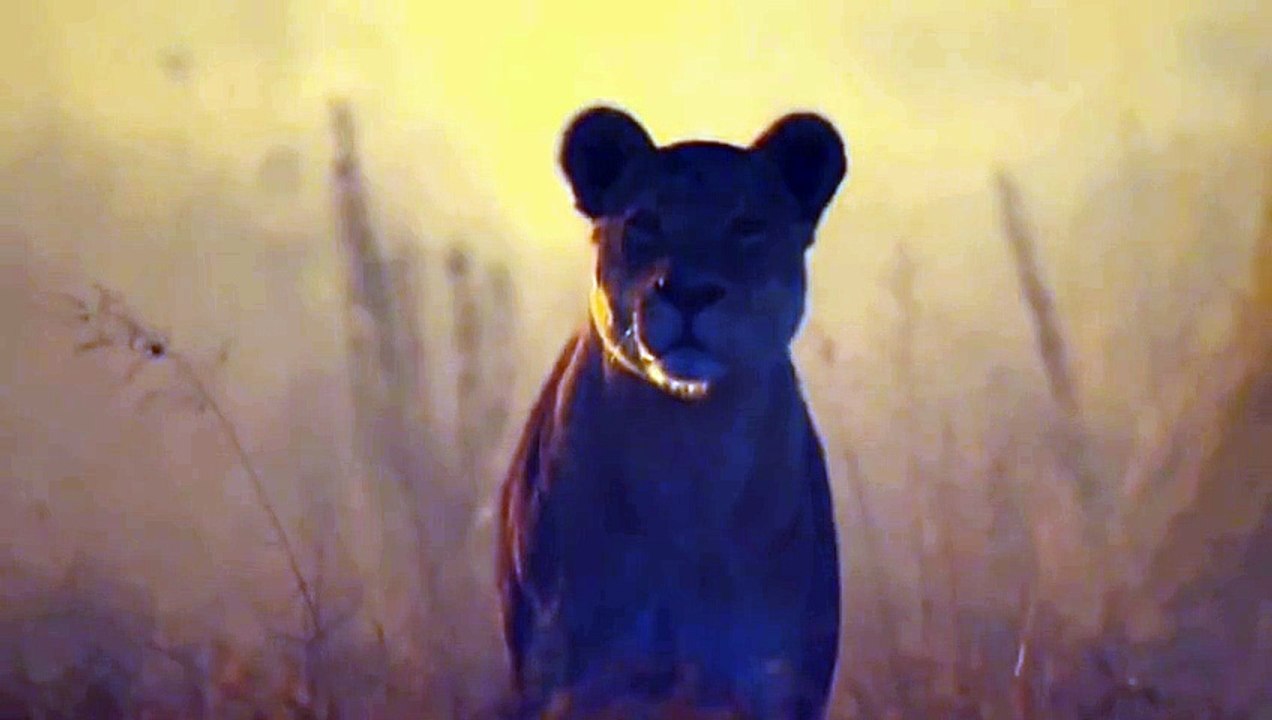 Wildlife Of The Lions At Night