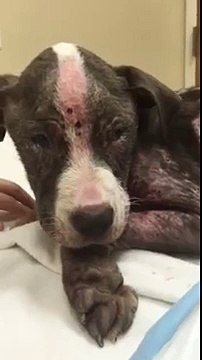 Après avoir été maltraîtée et abandonnée près d'une benne à ordures, cette jeune chienne est chanceuse d'être encore en vie .