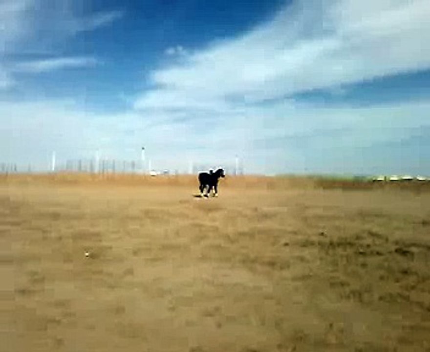 الخيل
