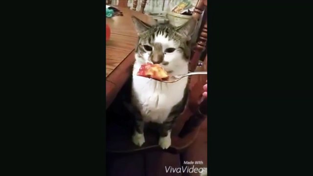 Кот который не очень любит человеческую еду