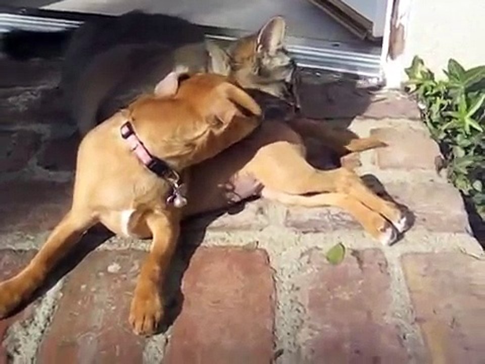 Cette chatte et cette chienne sont les meilleures amies du monde, et c'est adorable.