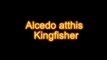 Alcedo atthis - kingfisher
