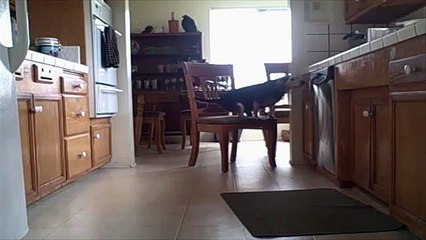 Clever Beagle Steals Peanut Butter All For Himself