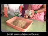 Seed Treatment of Coriander Seeds