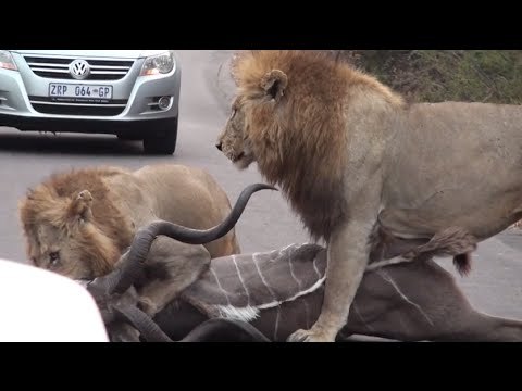 Amazing Video Of Lions Hunting Deer On Road In Front Of Traffic-Top Funny Videos-Top Prank Videos-Top Vines Videos-Viral Video-Funny Fails