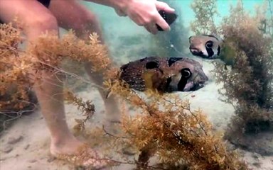 Ağa Dolanan Kirpi Balığını Kurtardı