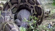 Python eats Alligator 02, Time Lapse Speed x6 Most Watch