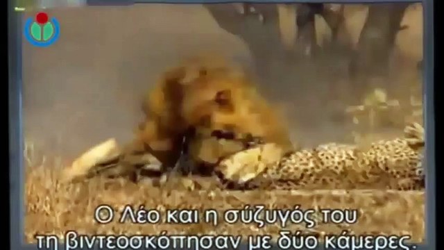 Most Amazing Wild Animal Attacks #3 - Lion Vs Buffalo - crocodile vs deer - crocodile vs buffalo