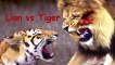 Real Fight Lion vs Tiger & Crocodile by Animal Fight To Death
