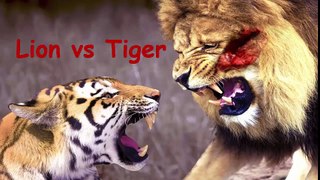 Real Fight Lion vs Tiger & Crocodile by Animal Fight To Death