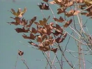 Huong tinh cu - Thanh tuyen