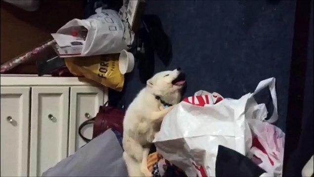 Archer the Arctic Fox Has Contagious Giggle (Storyful, Animals)