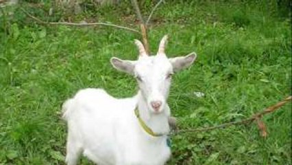 Best Funny Saraiki comedy.!! (Must Listen)