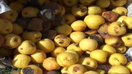 CHP'li Gürer: Aracı Sistemi, Elma Üreticisini Mağdur Ediyor