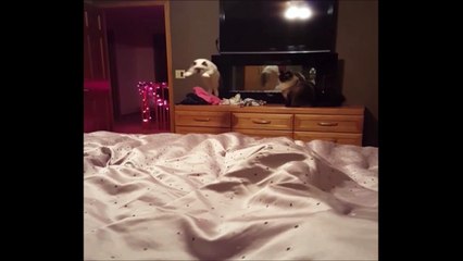 Un bon gros fail de chat