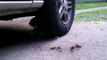 Le chat et la souris... Course-poursuite autour d'un pneu de voiture