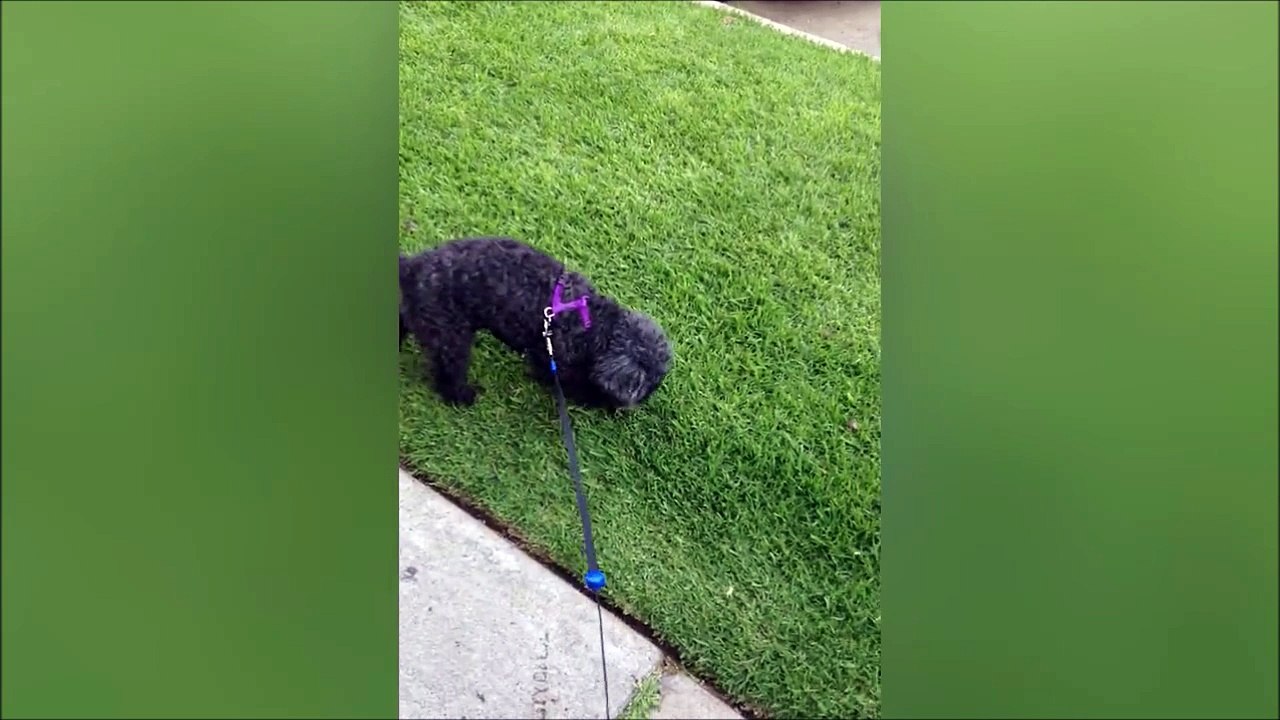 Un chien pret pour le cirque. Petit pipi les pattes en l'air