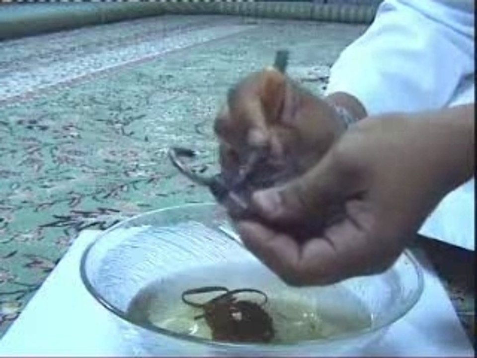 Sihr rokia islam decouverte