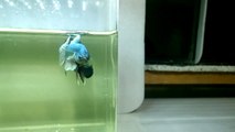 Betta Cooper OverHalfMoon Plakat Full Mask Metálico Geno Melano (Bênny Bettas-CE)