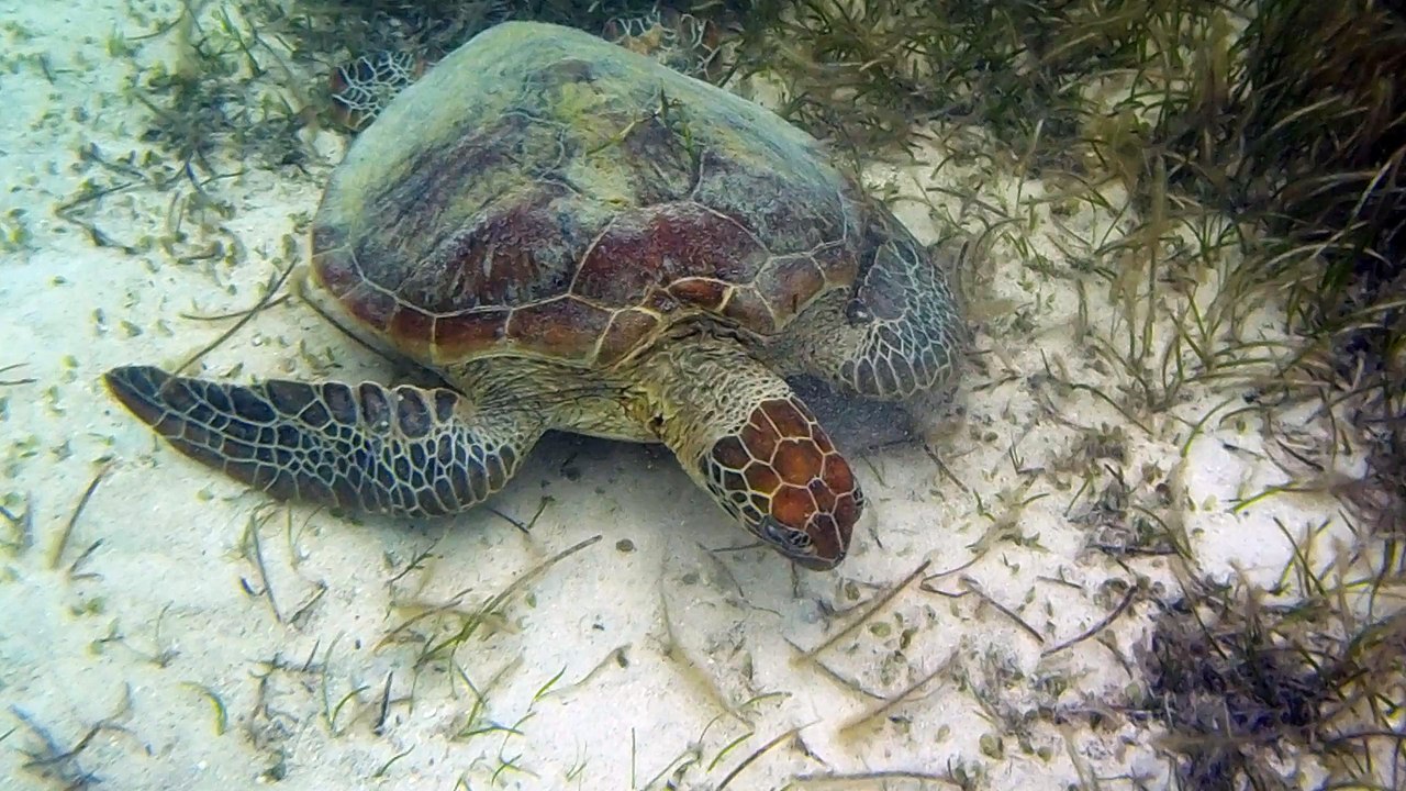 Tortues