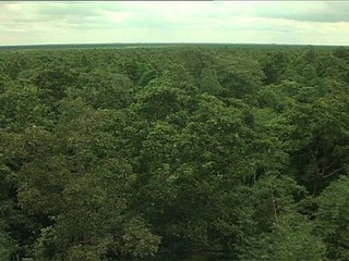 হুমকির মুখে সুন্দরবনের জীববৈচিত্র্য