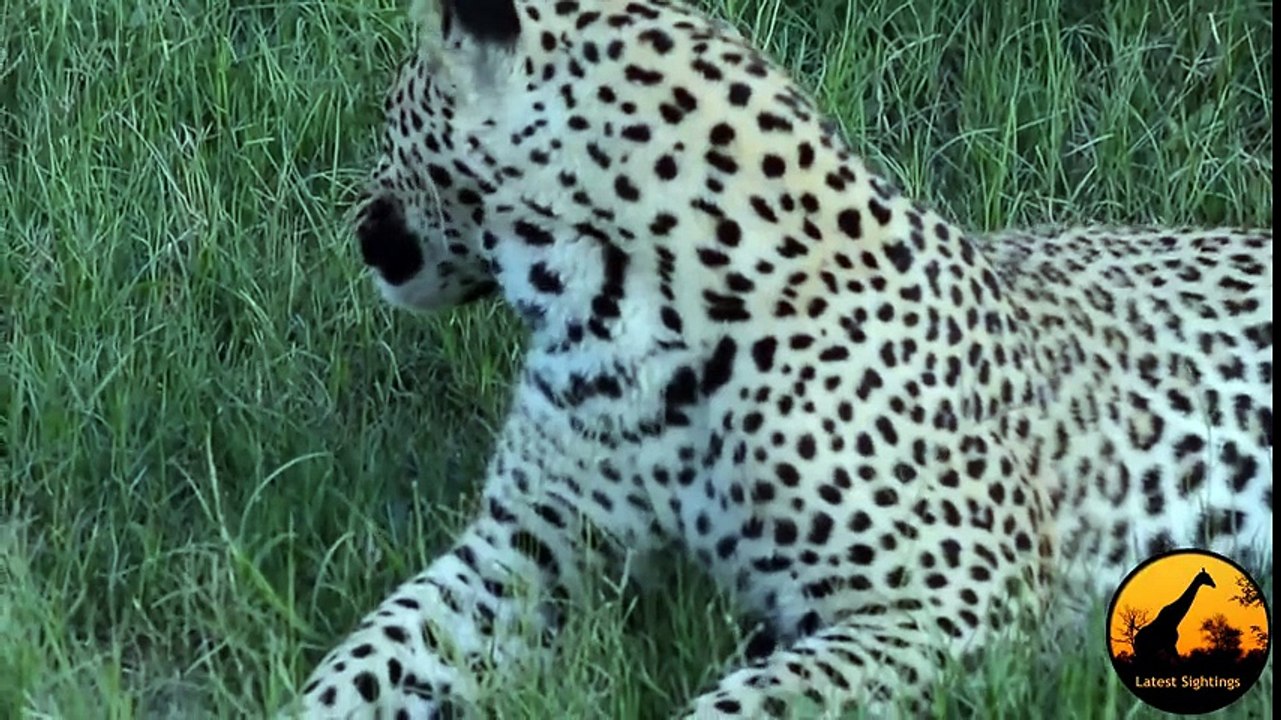 Monitor Lizard Tries To Give a Leopard a Slap - Latest Wildlife Sightings