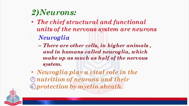 Neurons & Types of Neurons.