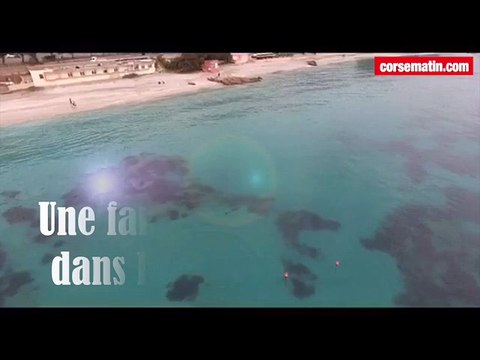Les dauphins devant Marinella