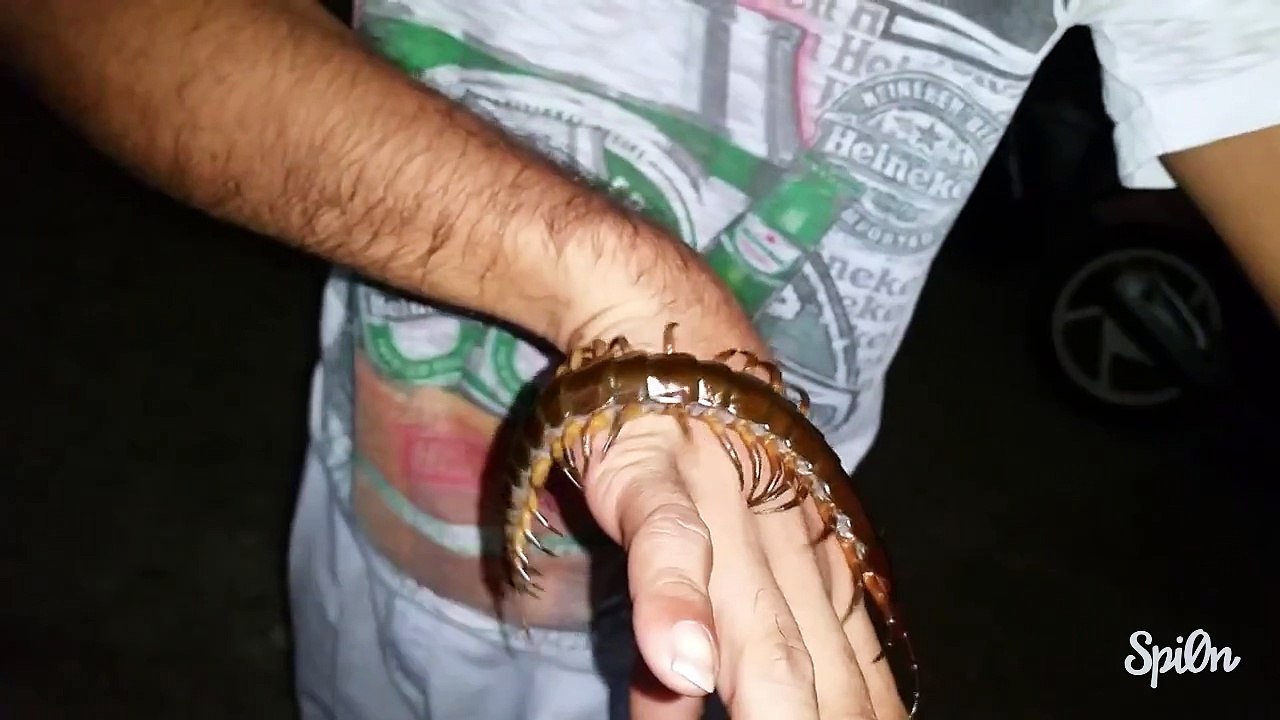 A man kisses a giant centipède in Thailand