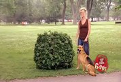 Hidden Camera Pranks & Gags - Ultimate Dog Joke