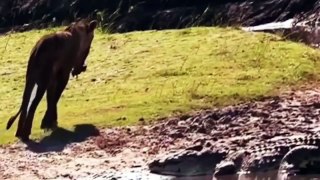 Nature documentary - lion vs crocodile Discovery channel animals attack Wildlife Animal pl