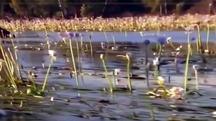 Discovery channel animals documentary - CROC ZILLA King of Crocodiles NATIONAL GEOGRAPHIC