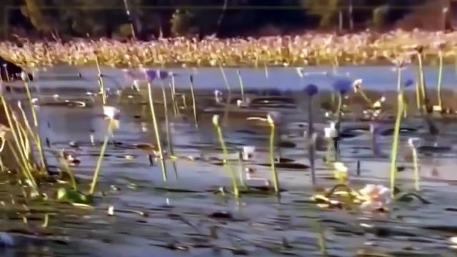 Discovery channel animals documentary - CROC ZILLA King of Crocodiles NATIONAL GEOGRAPHIC