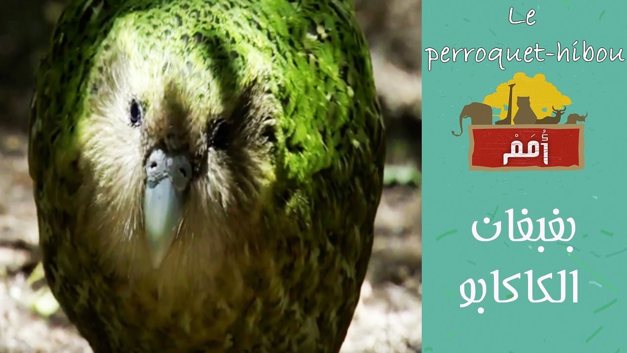 Omam -EP19- Le perroquet Kakapo