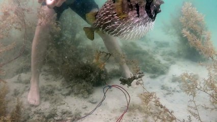 Un poisson hérisson coincé est sauvé par un jeune homme