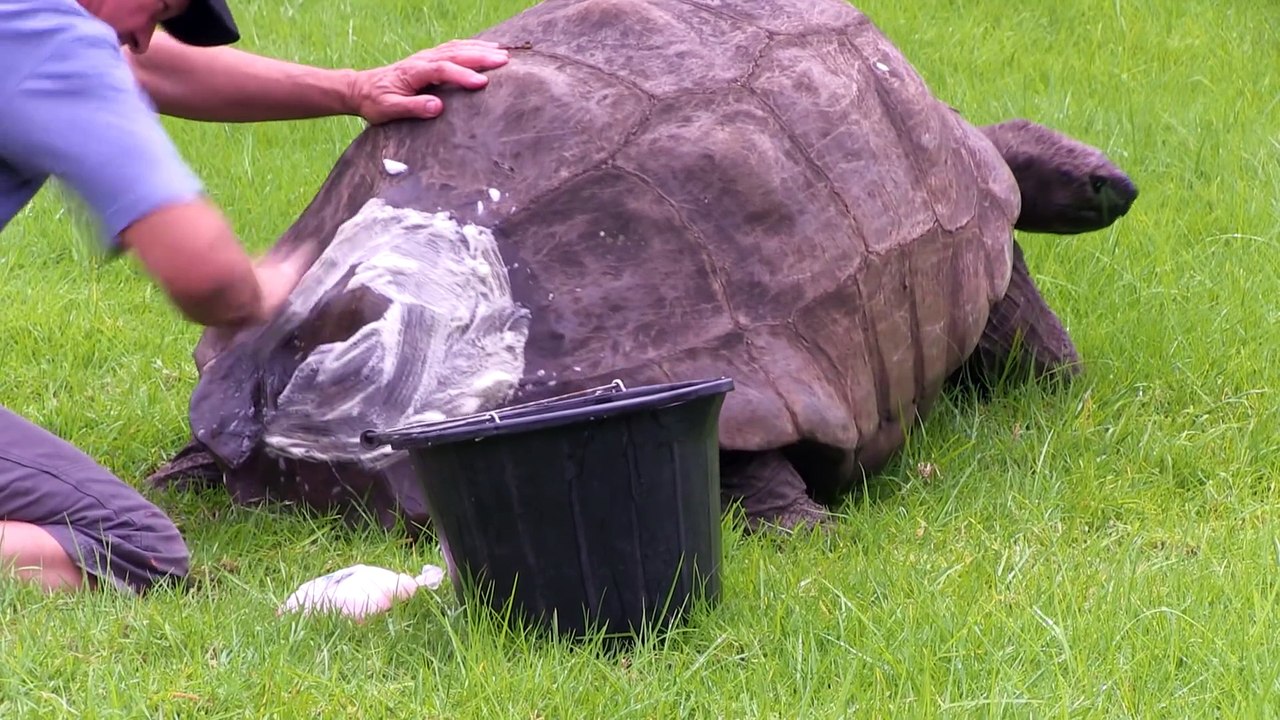 Une tortue de 184 ans prend son bain pour la première fois...